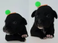 Cachorro raça SRD-ViraLata idade 2 a 6 meses nome Nara