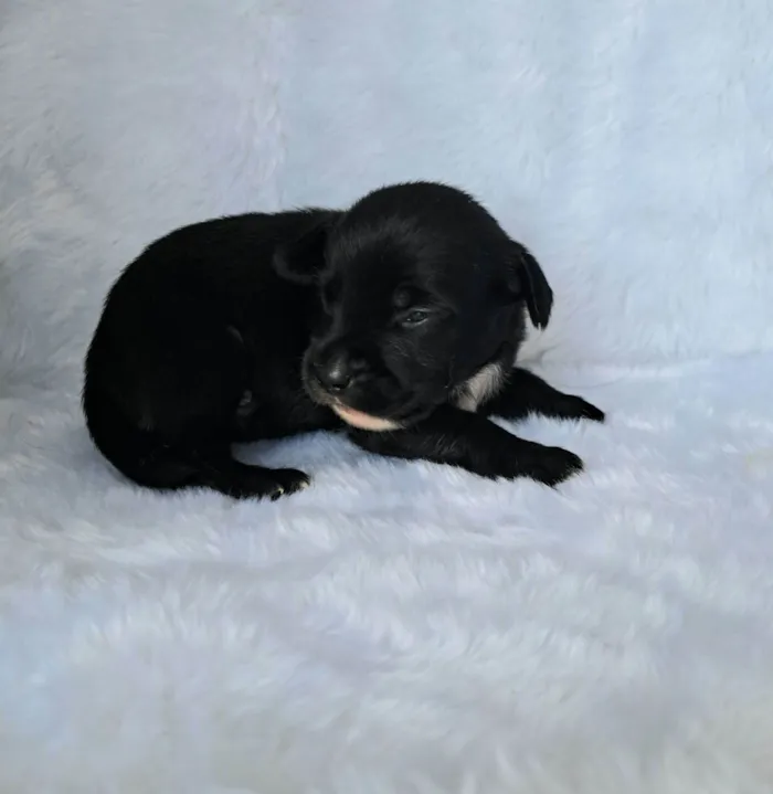 Cachorro raça SRD-ViraLata idade 2 a 6 meses nome Bituca