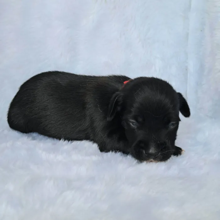 Cachorro raça SRD-ViraLata idade 2 a 6 meses nome Bituca