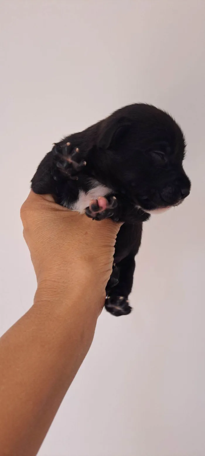 Cachorro raça SRD-ViraLata idade 2 a 6 meses nome Bituca