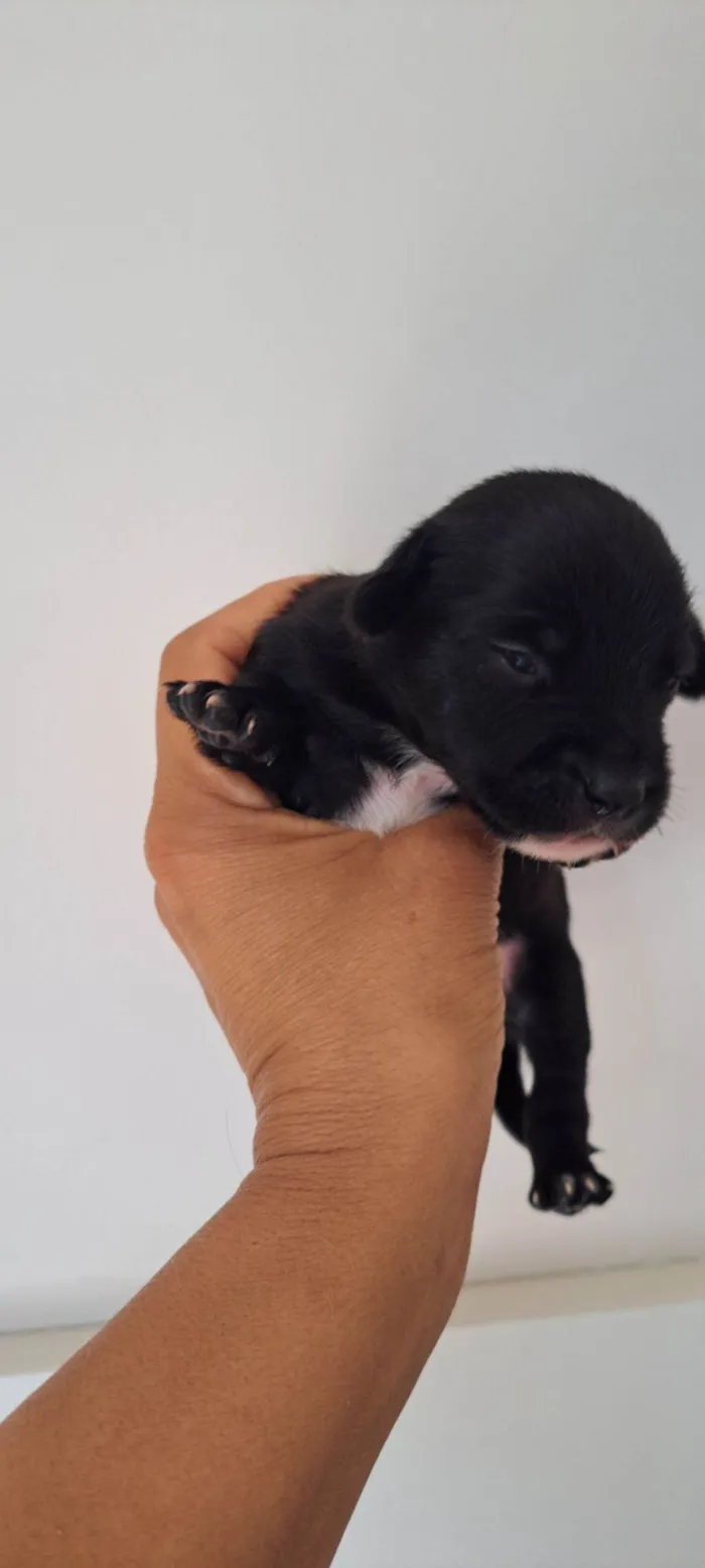 Cachorro raça SRD-ViraLata idade 2 a 6 meses nome Bituca