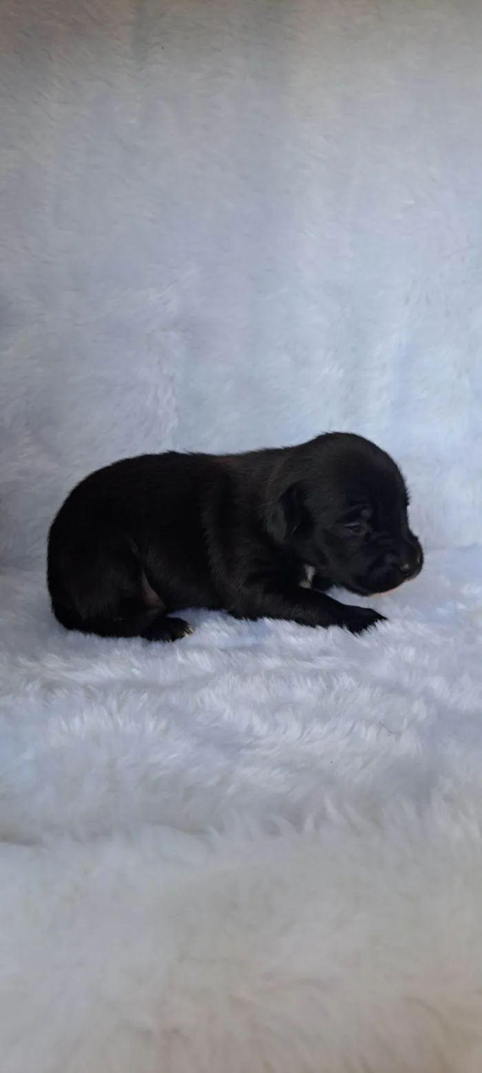 Cachorro raça SRD-ViraLata idade 2 a 6 meses nome Bituca