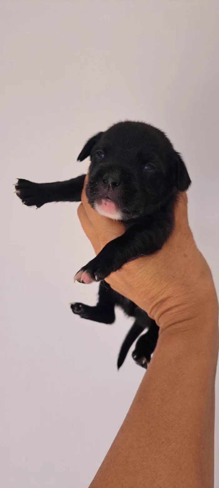 Cachorro raça SRD-ViraLata idade 2 a 6 meses nome Bituca