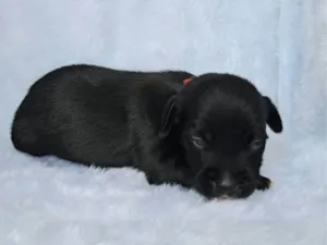 Cachorro raça SRD-ViraLata idade 2 a 6 meses nome Bituca