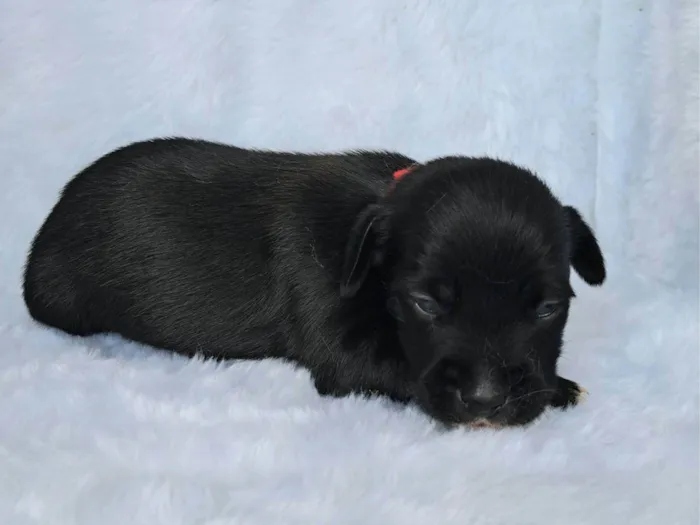 Cachorro raça SRD-ViraLata idade 2 a 6 meses nome Bituca