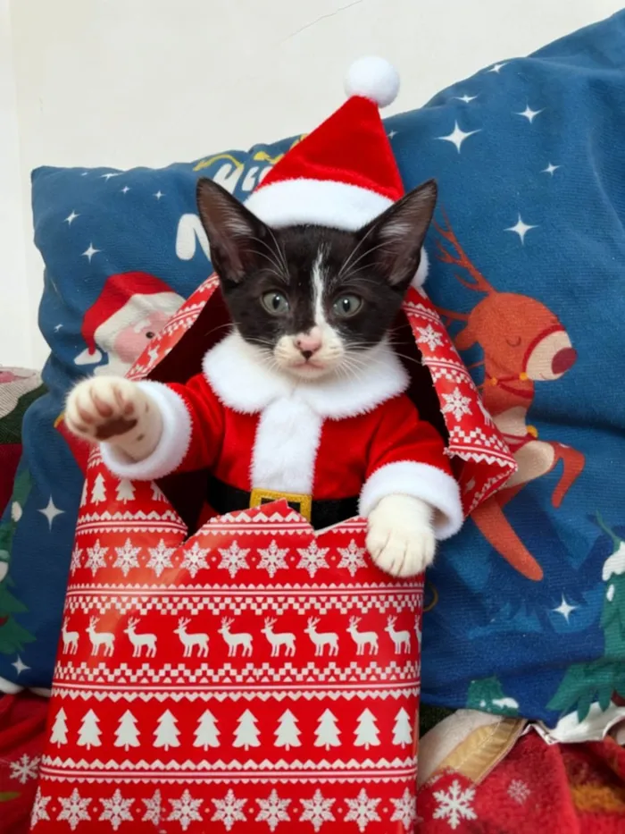 Gato raça SRD-ViraLata idade Abaixo de 2 meses nome 5 filhotinhos 