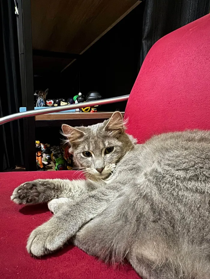 Gato raça SRD-ViraLata idade Abaixo de 2 meses nome 5 filhotinhos 