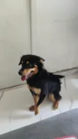 Cachorro raça SRD-ViraLata idade 2 a 6 meses nome Sem nome
