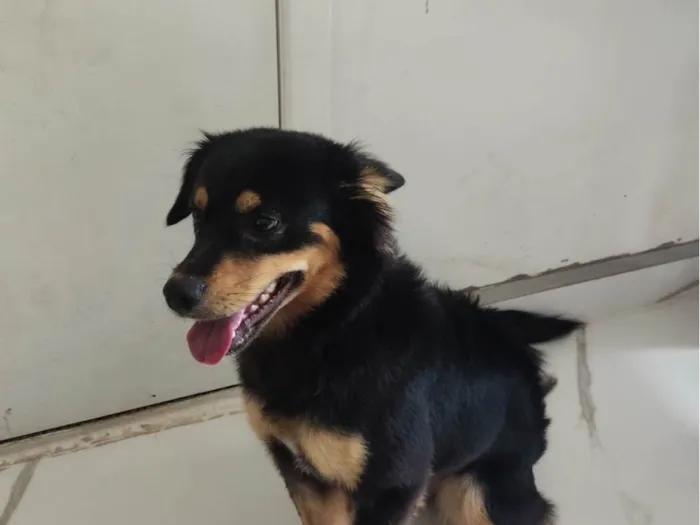 Cachorro raça SRD-ViraLata idade 2 a 6 meses nome Sem nome