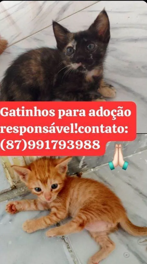 Gato raça SRD-ViraLata idade 2 a 6 meses nome Sem nomes