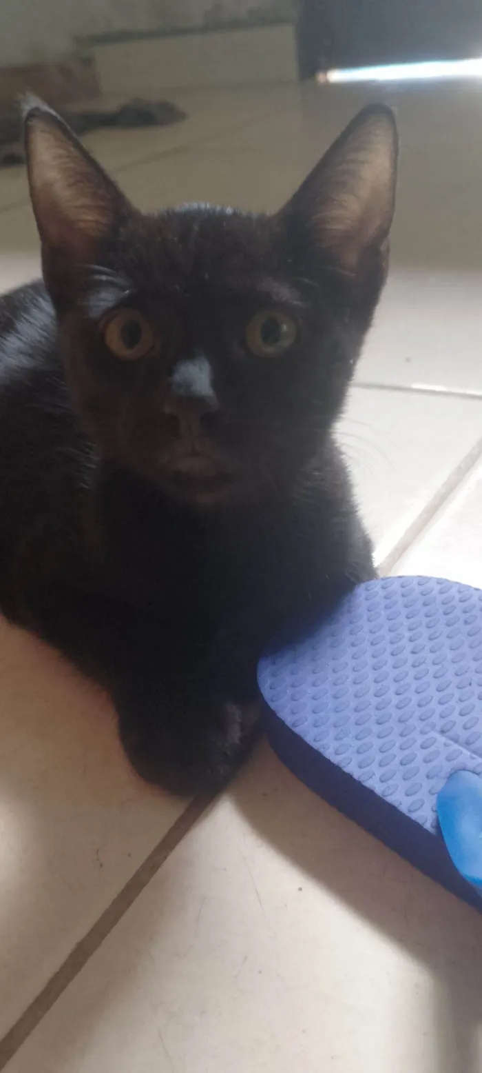 Gato raça SRD-ViraLata idade 7 a 11 meses nome Bartolomeu 