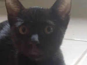 Gato raça SRD-ViraLata idade 7 a 11 meses nome Bartolomeu 