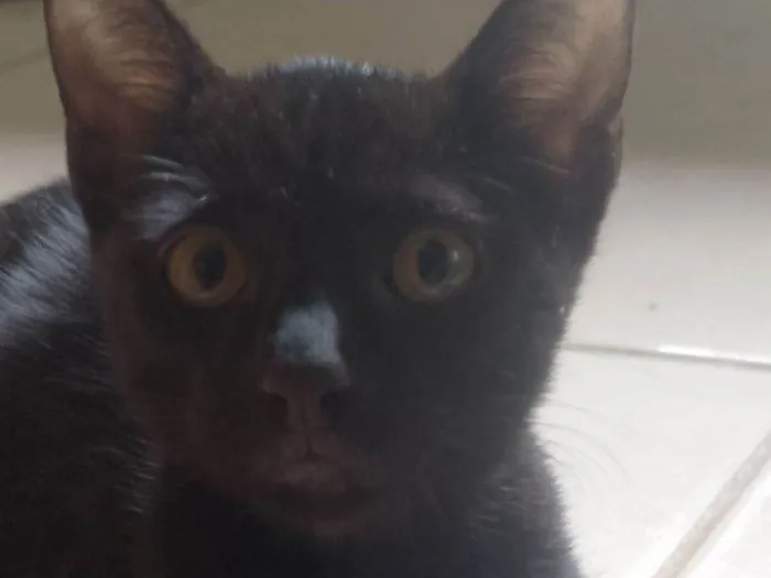 Gato raça SRD-ViraLata idade 7 a 11 meses nome Bartolomeu 