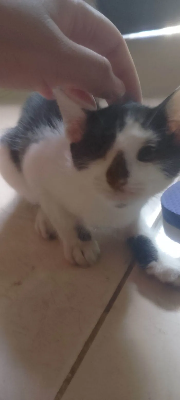 Gato raça SRD-ViraLata idade 7 a 11 meses nome Napoleão 