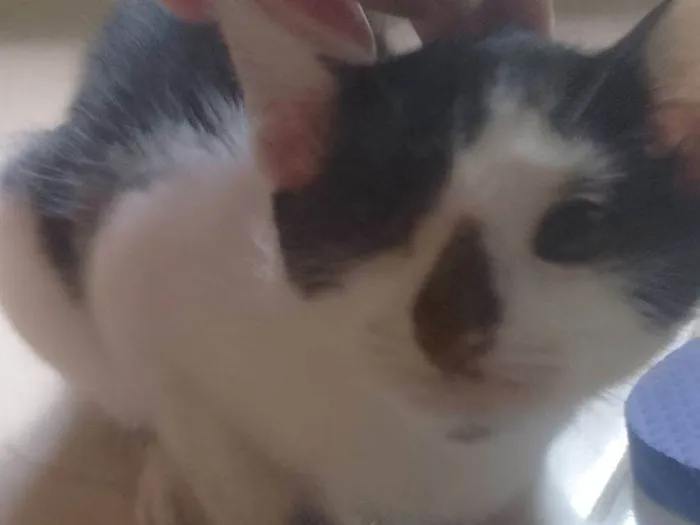 Gato raça SRD-ViraLata idade 7 a 11 meses nome Napoleão 