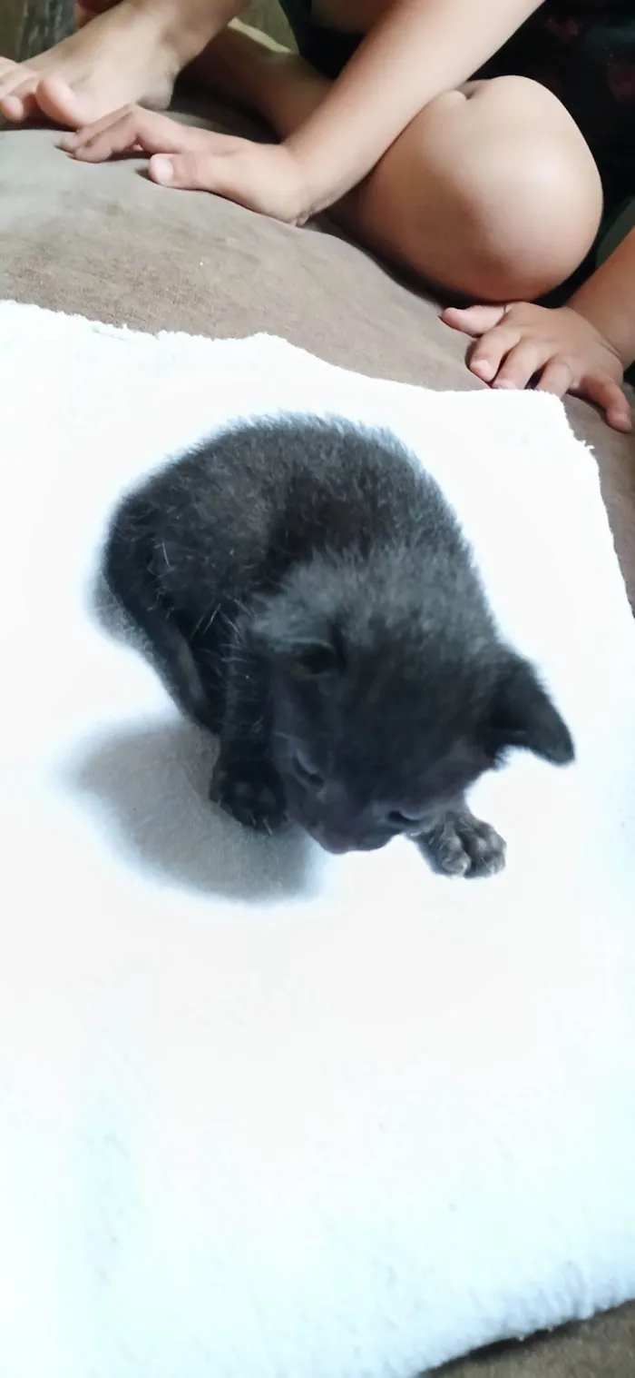 Gato raça SRD-ViraLata idade Abaixo de 2 meses nome Sem nome