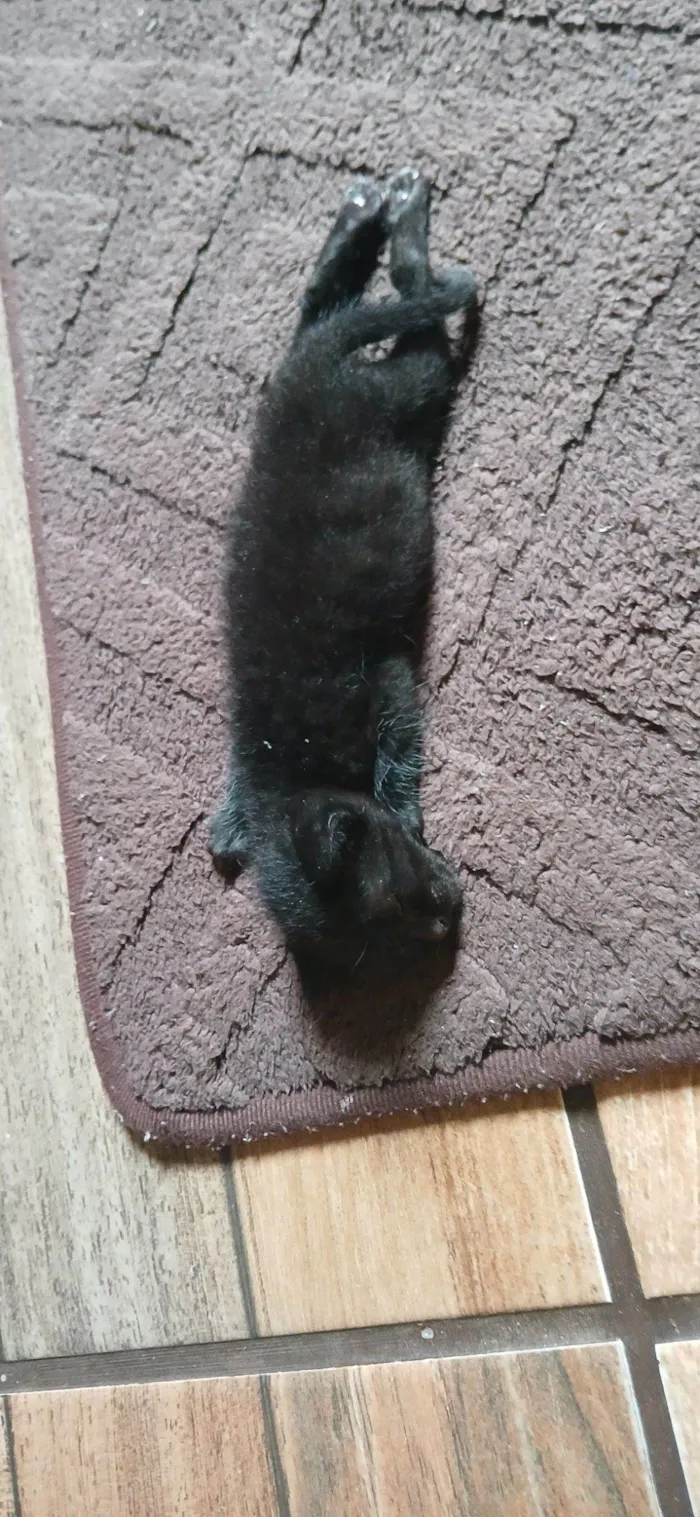 Gato raça SRD-ViraLata idade Abaixo de 2 meses nome Sem nome