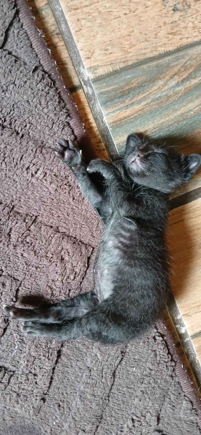 Gato raça SRD-ViraLata idade Abaixo de 2 meses nome Sem nome