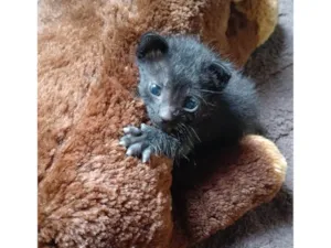 Gato raça SRD-ViraLata idade Abaixo de 2 meses nome Sem nome