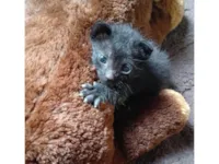 Gato raça SRD-ViraLata idade Abaixo de 2 meses nome Sem nome