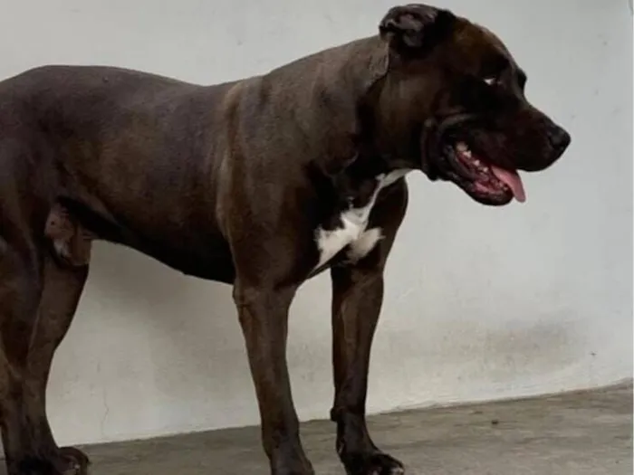 Cachorro raça Pit-Bull idade 5 anos nome Barugui 