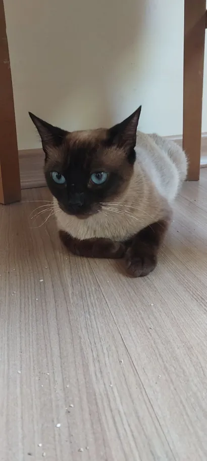 Gato raça SRD-ViraLata idade 1 ano nome Fofinha