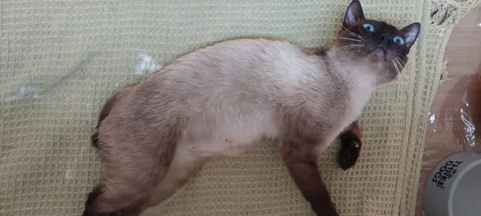 Gato raça SRD-ViraLata idade 1 ano nome Fofinha