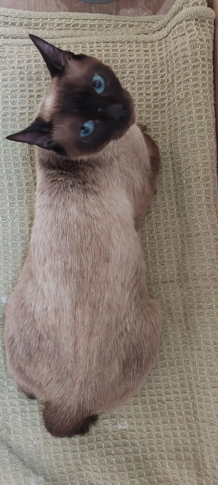 Gato raça SRD-ViraLata idade 1 ano nome Fofinha