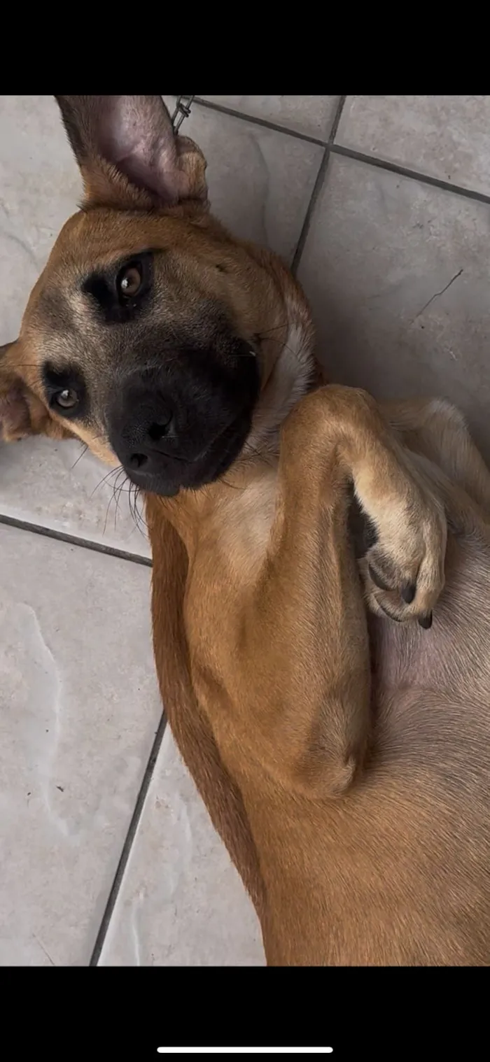 Cachorro raça SRD-ViraLata idade 7 a 11 meses nome Bob