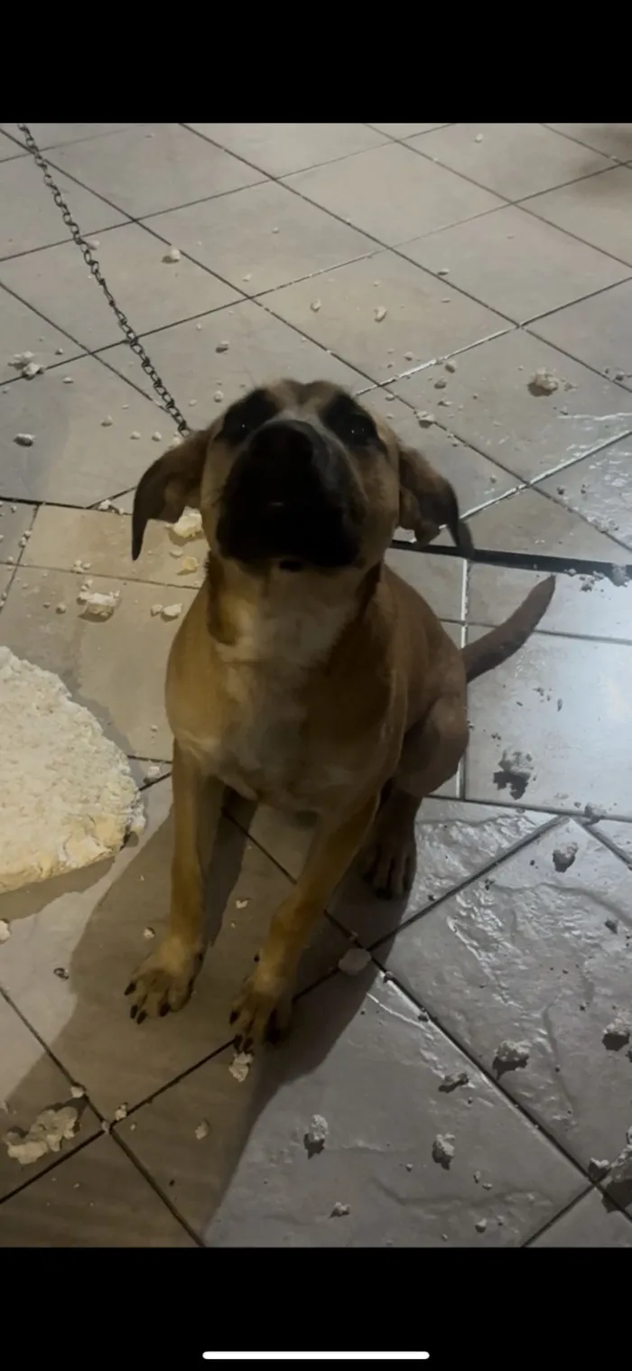 Cachorro raça SRD-ViraLata idade 7 a 11 meses nome Bob