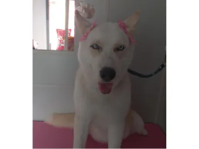 Cachorro raça Husky Siberiano idade 4 anos nome Mel 