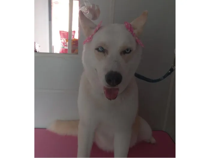 Cachorro raça Husky Siberiano idade 4 anos nome Mel 