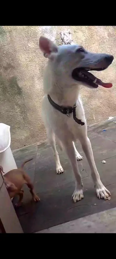 Cachorro raça Pastor Alemão idade 7 a 11 meses nome Skanck 