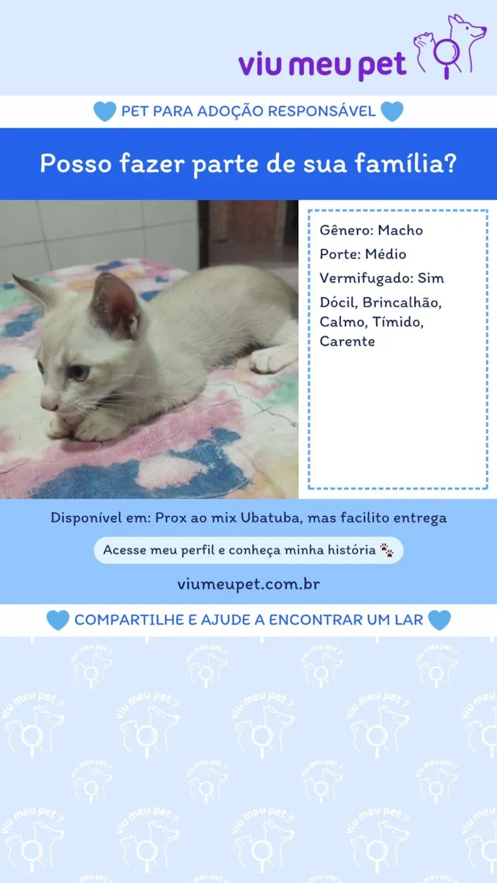 Gato raça SRD-ViraLata idade Abaixo de 2 meses nome Sem nome