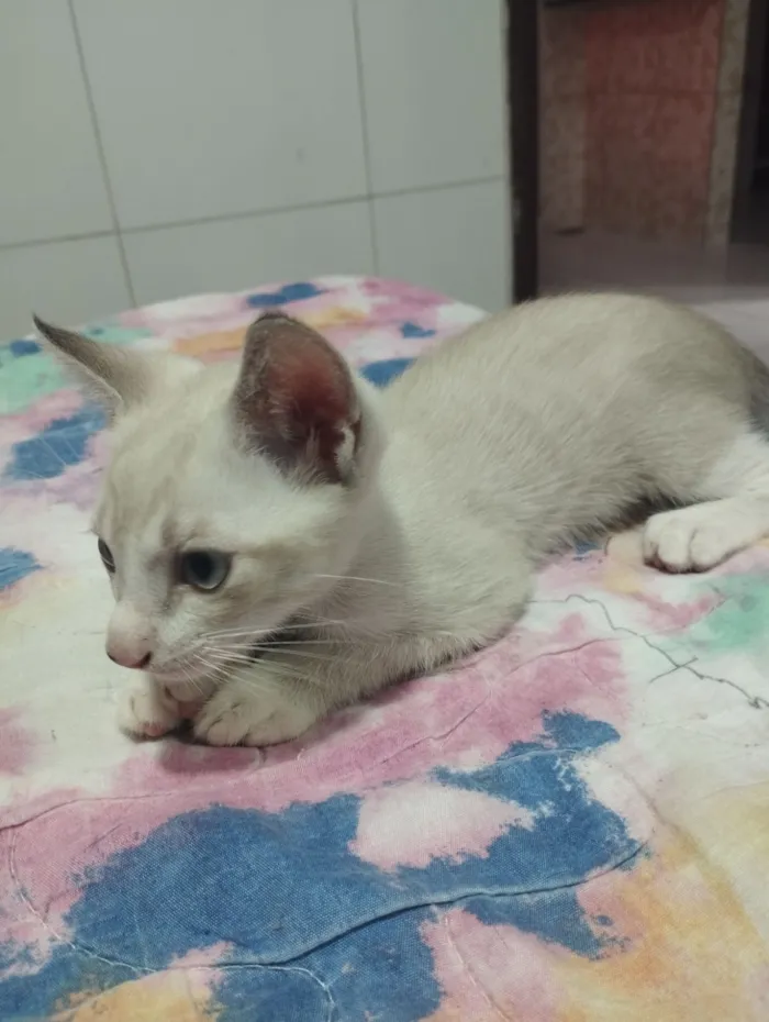 Gato raça SRD-ViraLata idade Abaixo de 2 meses nome Sem nome