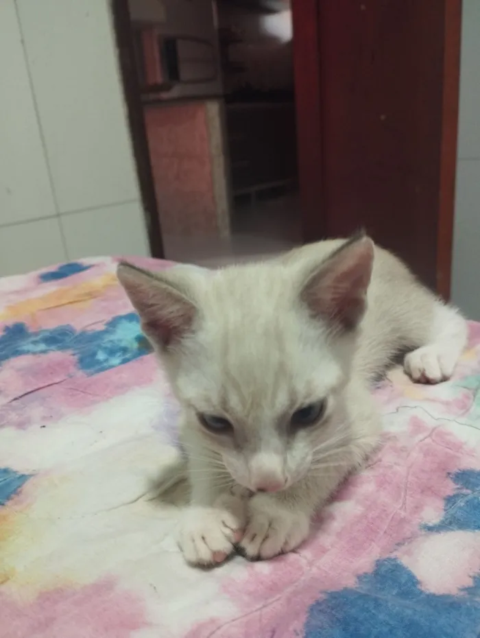 Gato raça SRD-ViraLata idade Abaixo de 2 meses nome Sem nome