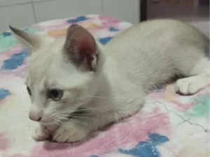 Gato raça SRD-ViraLata idade Abaixo de 2 meses nome Sem nome
