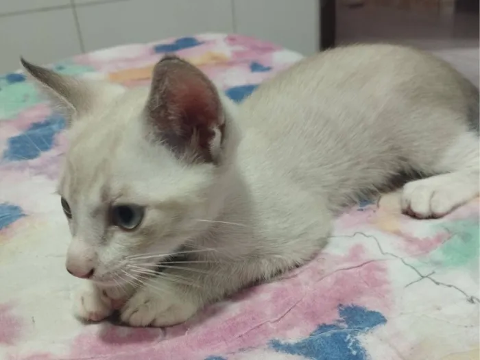 Gato raça SRD-ViraLata idade Abaixo de 2 meses nome Sem nome