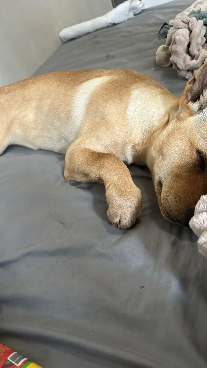 Cachorro raça SRD-ViraLata idade 2 a 6 meses nome Paçoca