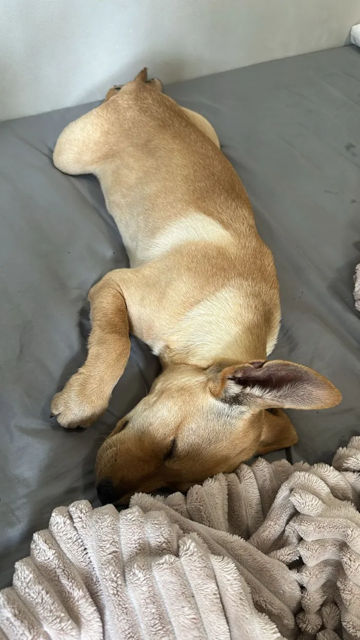 Cachorro raça SRD-ViraLata idade 2 a 6 meses nome Paçoca