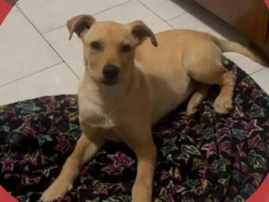Cachorro raça SRD-ViraLata idade 2 a 6 meses nome Paçoca