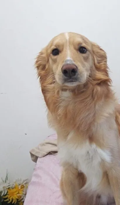 Cachorro raça SRD-ViraLata idade 5 anos nome Thor 