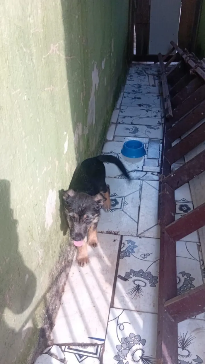 Cachorro raça SRD-ViraLata idade 2 a 6 meses nome Thor
