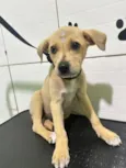 Cachorro raça SRD-ViraLata idade Abaixo de 2 meses nome Amora