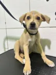 Cachorro raça SRD-ViraLata idade Abaixo de 2 meses nome Amora