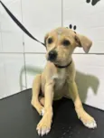 Cachorro raça SRD-ViraLata idade Abaixo de 2 meses nome Amora