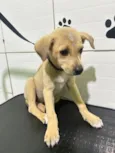 Cachorro raça SRD-ViraLata idade Abaixo de 2 meses nome Amora