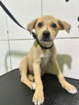Cachorro raça SRD-ViraLata idade Abaixo de 2 meses nome Amora