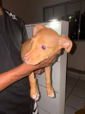 Cachorro raça SRD-ViraLata idade Abaixo de 2 meses nome biscoito 