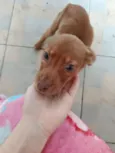 Cachorro raça SRD-ViraLata idade Abaixo de 2 meses nome biscoito 